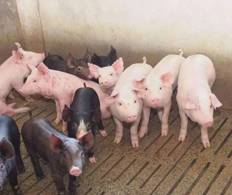 你知道猪肺炎、猪丹毒和猪瘟的区别吗？