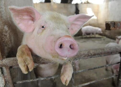 农民决定生猪价格的难题有什么解决办法
