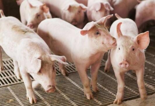 生猪产能触底，全国生猪价格进入下行周期
