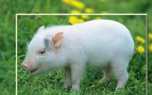 夏季猪常见疾病的咳嗽和哮喘
