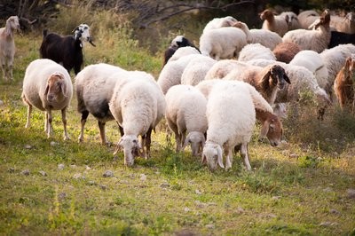 肉羊遗传育种创新团队发现了一种调节绵羊热应激的新机制
