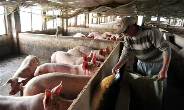 在生猪市场的供需博弈中，目前的生猪价格处于两难境地，但支撑生猪价格上涨的原因有四个