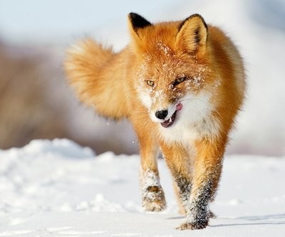 狐狸有哪些品种？狐狸的生活习性
