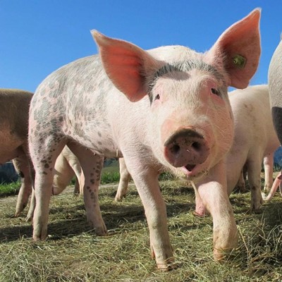 【管理】纤维营养是充分发挥母猪繁殖潜力的重要因素
