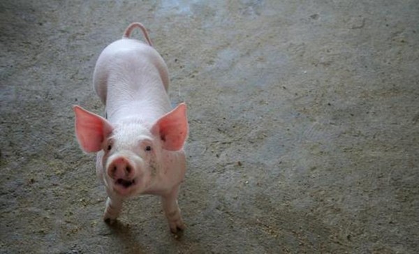 猪尽量不吃，尤其是对小猪，养猪的农民需要多加注意
