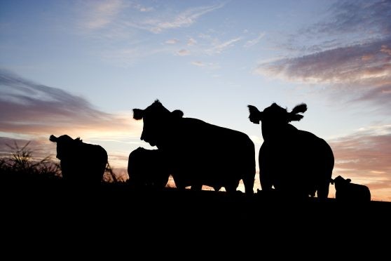 数据显示，中国生猪生产能力继续提高，畜牧业生产逐步恢复
