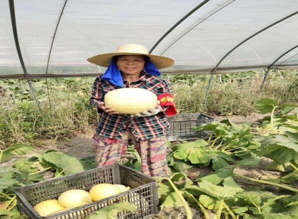 安徽省泗县:发展特色产业，打开致富之门
