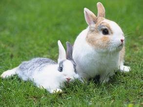 秋冬季养兔防疫规程

