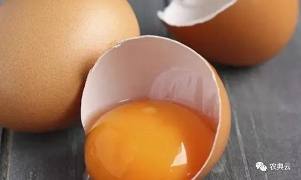 鸡蛋在兽医临床中的妙用
