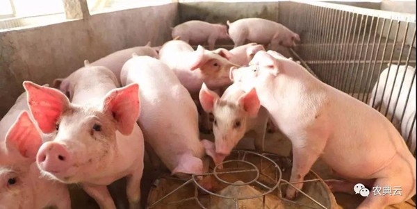 标准化自繁自养猪建设方案

