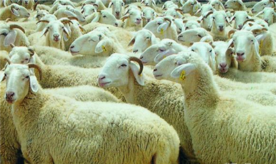 黑龙江省畜牧站召开2020年肉羊产业发展座谈会
