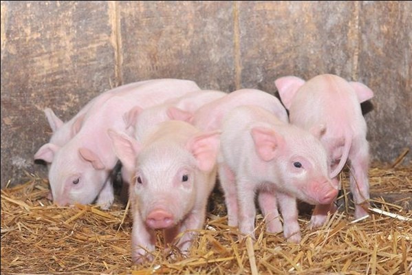 保健猪哪一阶段通过关中四大保育关？
