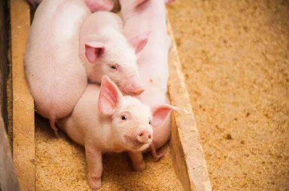 可育母猪存栏量连续六个月增加，猪肉市场市场价跌至今年最低点