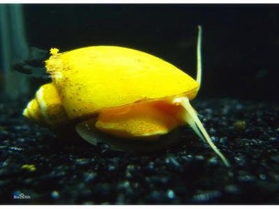 金色蜗牛怎么养？共享金螺养殖技术
