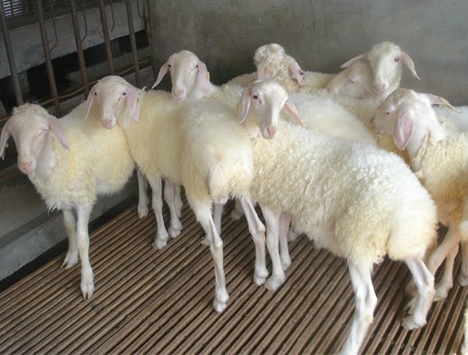 小尾寒羊在不同时期的饲养方法是不同的

