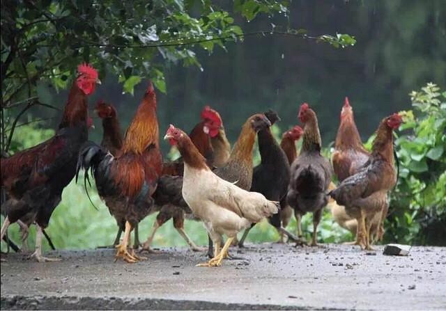 下雨天养鸡场容易出现什么问题，下雨天养鸡场如何处理鸡？
