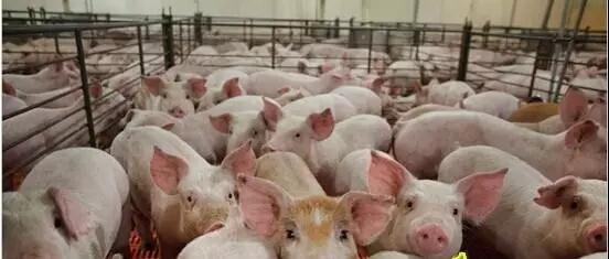 如何对猪场的猪进行系统的猪病临床检查？

