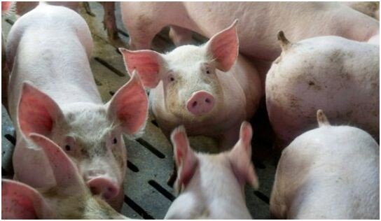 辽宁在鼓励大规模标准化养猪方面迈出了真正的一步

