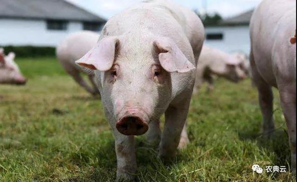 湖北省生猪数量超过2000万头
