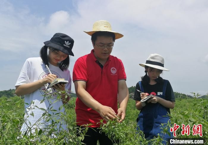 湖南省衡东县的“农业博士”送来技术，帮助黄宫辣椒产业发展
