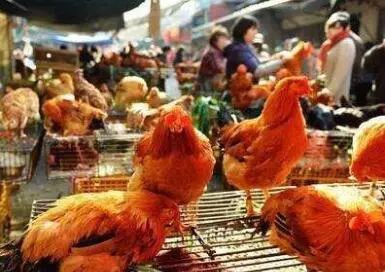 广东、江西等省正在逐步开放活禽市场
