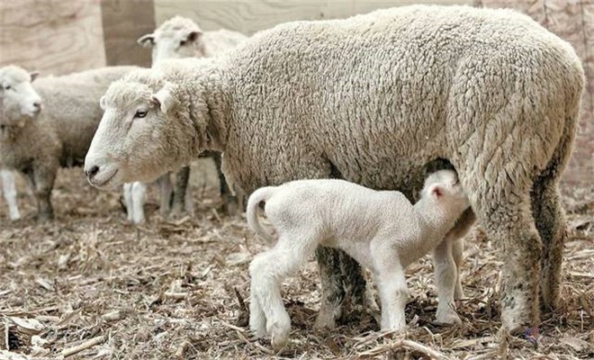 母羊的越冬饲养与管理

