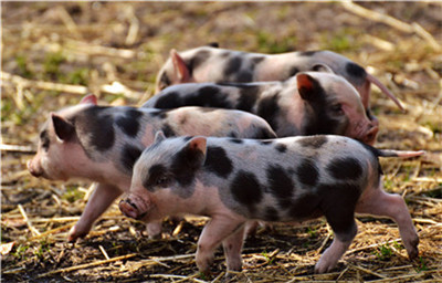 随着元旦和春节的临近，现在猪肉价格会有涨有跌！