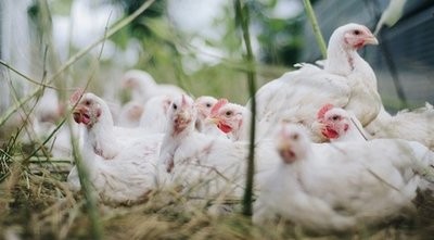 10月19日CFT鸡评周末后，鸡蛋、白羽毛肉鸡、白羽毛肉鸡价格大幅波动
