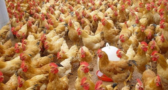 鸡蛋市场烟雾弥漫。蛋鸡行业什么时候才能走出亏损？
