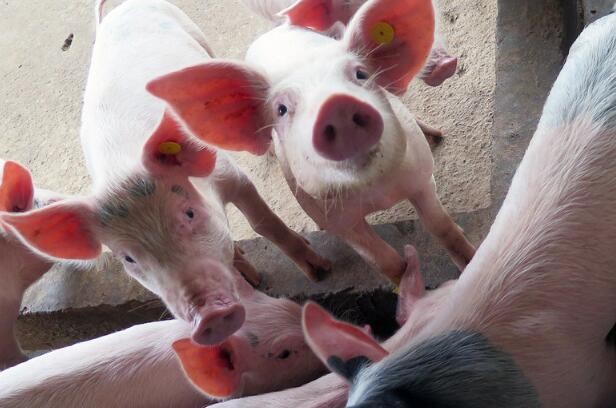 生猪生产能力的恢复过程加速了猪肉供应的增加
