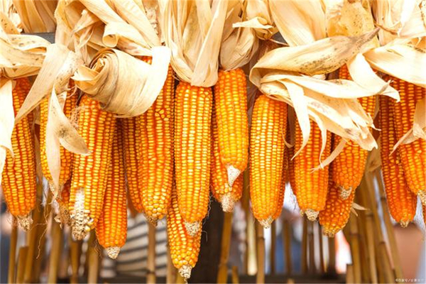 玉米一天下跌50元，影响未来玉米市场价格的因素有四个。3月份玉米市场分析