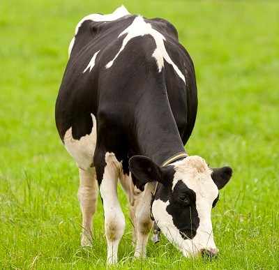 Xi安:市奶牛养殖中心对小公牛进行评级
