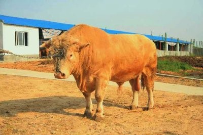 鲁西黄牛的生长周期有多长