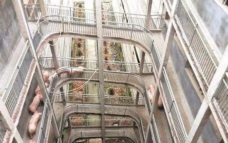 十二楼养了一万头猪。“立体养猪场”是什么样子的？
