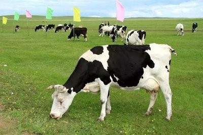 宁夏回族自治区奶牛场在第四届中国青贮饲料质量评比中取得优异成绩

