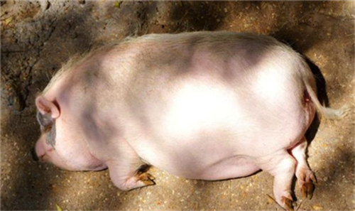 浙江省:曲江藏香猪供不应求，一年卖500头