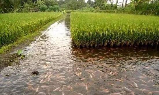 水稻和渔业综合种植与粮食安全之间没有冲突
