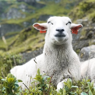 五种最经济的养羊方式！
