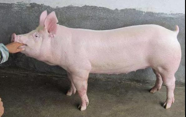 秋冬季节猪消化道疾病的危害及预防
