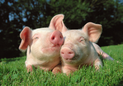 猪食天下安全！生猪生产能力恢复继续改善，养猪省份恢复势头强劲
