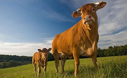 哪些奶牛应该淘汰？奶牛淘汰的标准是什么？

