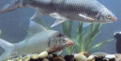 淡水石鲥鱼养殖技术
