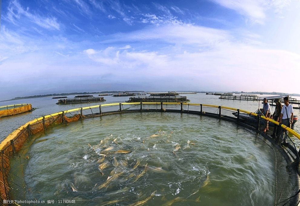每平方米笼鱼能养多少斤？网箱养鱼有什么优缺点？
