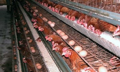 江西省婺源县畜牧兽医局开展了蛋鸡生产研究
