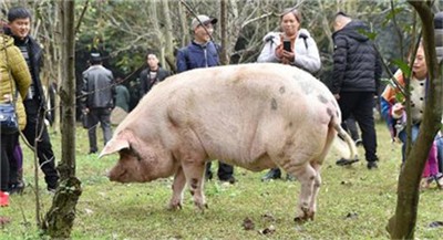 王金会代表:要加快猪的稳定生产和供应，还有三件事要做
