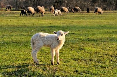 羊好养吗？绵羊养殖管理技术
