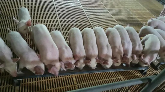 生猪价格下跌的根本原因是什么？产能发挥多大作用？

