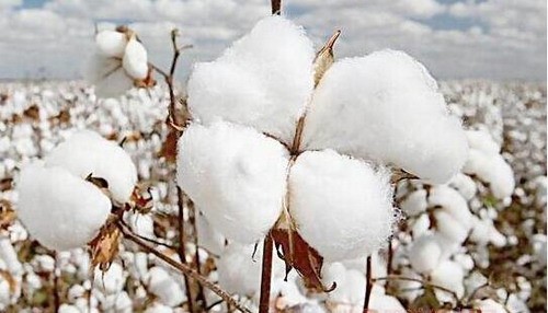 数据:中国最高的棉花