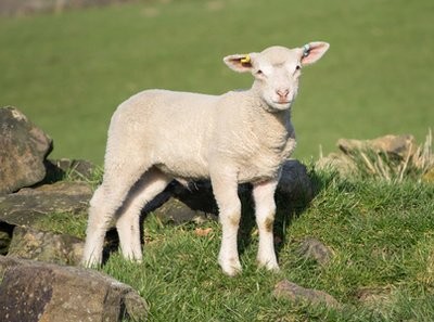 羔羊饲养管理的关键技术--如何给羔羊喂奶？
