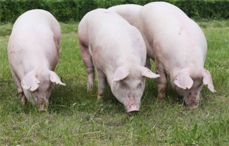 规模化猪场后备母猪的驯化与管理
